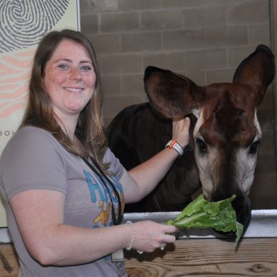 Feeding an okapi on the Sense of Africa Tour at Disney's Animal Kingdom Lodge